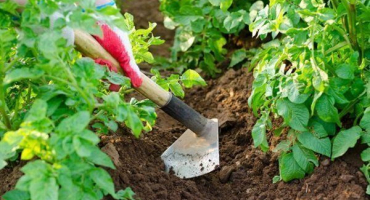 Kdy, čím a jak sypat brambory?